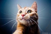 【猫绝育手术】猫绝育的好处 猫绝育注意事项