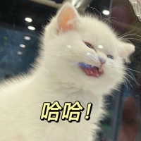 猫咪绝育，必要性大过天