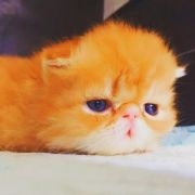 #万州宠物[超话]#...