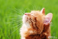 【喵呜·行为】铲屎官为什么要重视猫咪行为学？