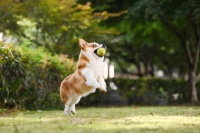 宠物行为与生理学：深入理解你的毛茸茸的朋友