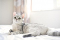 研究报告称：玩伴去世后，猫咪也会感到悲伤