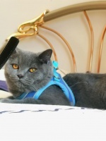 亲历 新手 南航宠物猫咪托运经验分享 详细教程 贵阳至乌鲁木齐