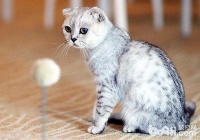 猫咪可以快递吗？