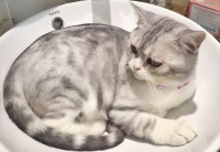 可以寄送猫咪的快递公司有哪些？要怎么寄送？