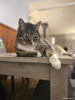 宠物猫如何火车托运