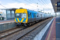 准备养猫的朋友注意了，怎么才能把猫咪从外地运回家呢？