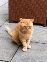 猫发几次情就不发了？揭秘猫咪繁殖的奥秘