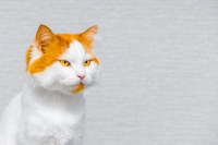 猫咪一年繁殖几次