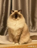 假期“上门喂养”需求大，有人春节假期能挣六千块