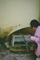 定点定量投喂，寻找领养家庭，这样救助流浪猫邻里都满意