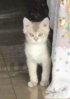 上游315｜多起免费领养猫咪诉讼背后：领养人中断买猫粮被诉判赔