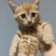 @广州领养 的个人主页