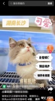 0元免费领养猫咪？有猫腻！