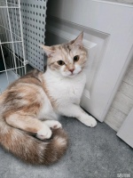 【猫咪免费领养信息】