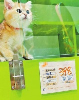 多人“0元购”猫咪反而收到律师函 业内人士揭秘免费领养套路