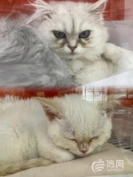 “免费领养”小猫咪暗藏套路 “猫猫贷”套住消费者