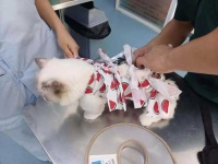 宠物医院这些“潜规则”，你知道吗？