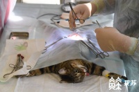 宠物猫做绝育后死亡 宠物医院成被告