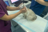 猫打疫苗去哪打？宠物店还是宠物医院？