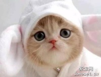 猫咪艾滋病症状 猫艾滋如何护理延长寿命