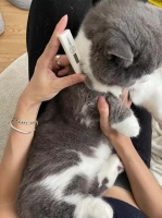 猫咪突发肠胃炎的深夜 7X24线上问诊“拯救”新手养宠人