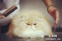 猫咪感染心丝虫的原因症状和治疗方法