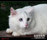 猫咪感冒发烧症状和治疗方法