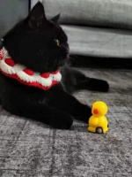 大象帮｜宠物猫入院治疗后死亡 律师：建议鉴定死因