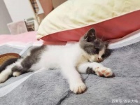 说说宠物医院和猫咪的那些事！其中的黑幕你知道吗？