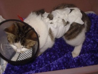 宠物上门手术和正规宠物医院手术对比，也许看完后你会重新选