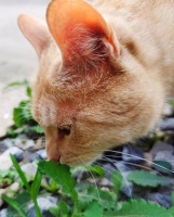 猫咪是自己的医生