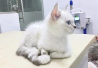 辟谣，猫咪用留置针是医院为了赚钱？不，须知它能帮猫咪少受痛苦