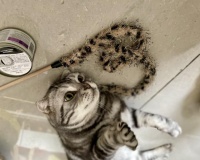 上门喂猫50元/小时，假期“空巢”带动千亿宠物市场