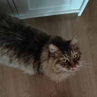 市场解码丨 上门喂宠服务悄然兴起，你愿为流动的铲屎官买单吗？