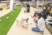 春节宠物照料咋办 家庭式寄养成热选