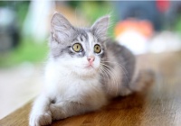 4、注意事项：猫咪寄养注意事项