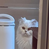 家有十三只猫猫 猫咪寄养