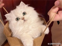 普安特兽药科普：寄养猫咪需要注意哪些问题