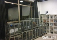 猫咪可以寄养吗？