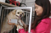 春节临近“铲屎官”忧心忡忡，离京找人喂猫遛狗如何避坑？