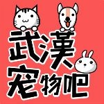 【图片】自家大猫繁殖的蓝白猫咪来了，弟弟妹妹都有，很可爱粘人，无病无癣，喜欢的可以上门来看看哟【武汉宠物吧】