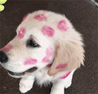 孙俪揭秘宠物狗黑幕，繁殖犬被割声带，终身在笼子里等待离去