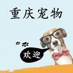 【图片】自家繁殖猫咪【重庆宠物吧】
