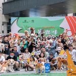 【图片】自家繁殖猫咪【温州宠物吧】