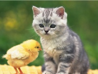 春季是猫咪的佳繁殖季节