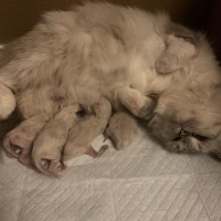 一岁的母猫可以生小猫吗？母猫生产和新手铲屎官的注意事项