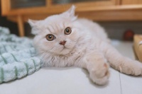 喵星人一年能生几次娃？这篇文章让你更懂喵星人的生育奥秘！