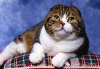 ?~关于猫咪繁育全过程（繁殖必备）