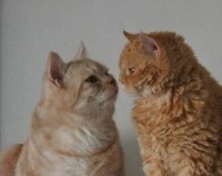 猫咪交配的几种方式，你知道几种？